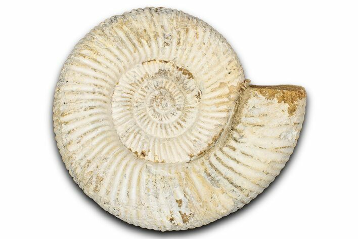 Jurassic Ammonite (Perisphinctes) Fossil - Madagascar #337693